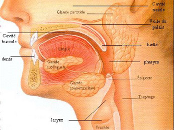 glandei salivare prostate cancer metastasis radiology