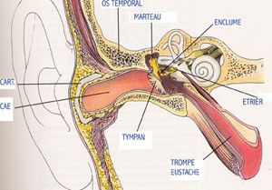 L'endoscopie de l'oreille